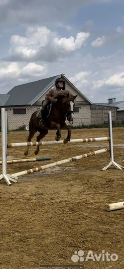 Пони в конкур