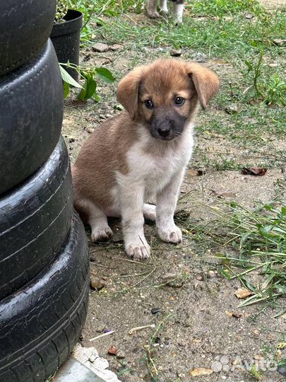 Щенки бесплатно
