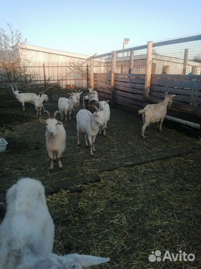 Дойные козы