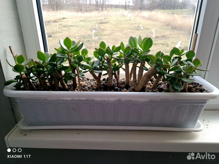 Толстянка бонсай денежное дерево в горшке