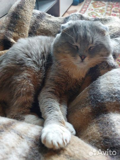 Котик Томас