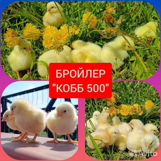 Бройлеры Кобб 500 суточные опт