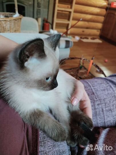 Котенок мальчик в лучшие ручки