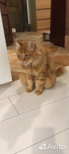 Рыжий кастрированный кот