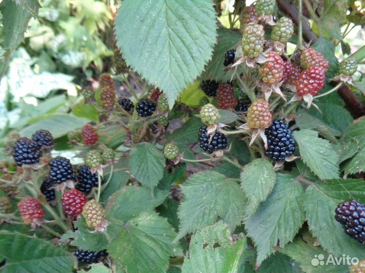 Саженцы ежевика, барбарис