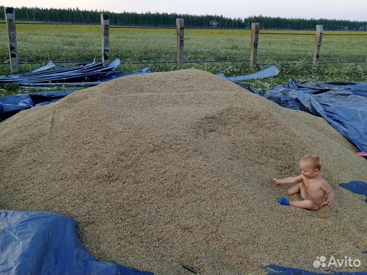 Овёс, ячмень, пшеница