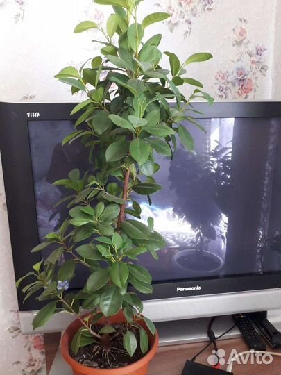 Фикус Макломе