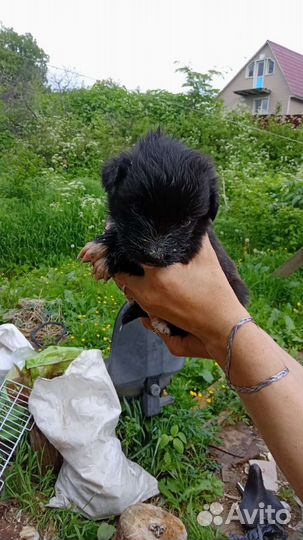 В добрые руки щенки