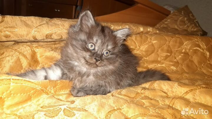 Отдам бесплатно котят 2 девочки
