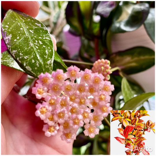 Хойи №6 (срезом)