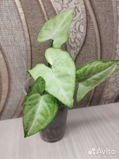 Сингониумы сортовые