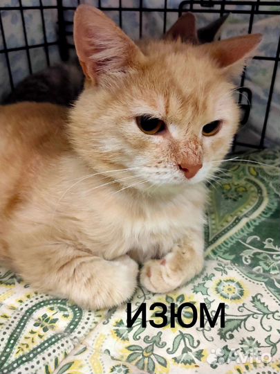 Кошка в дар