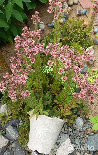 Молодило каменная роза