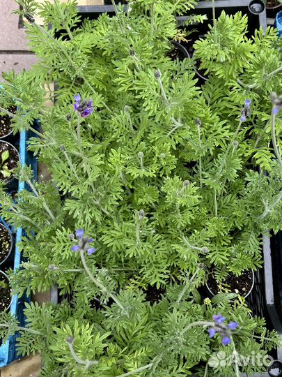 Лаванда Торч Блю F1