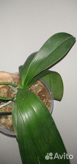 Орхидея фаленопсис