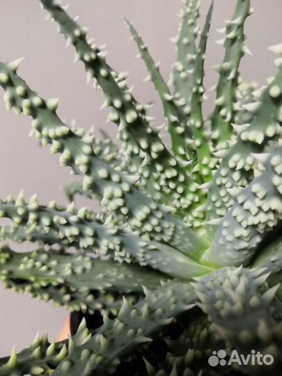 Алоэ хумилис