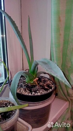Агава домашнее растения