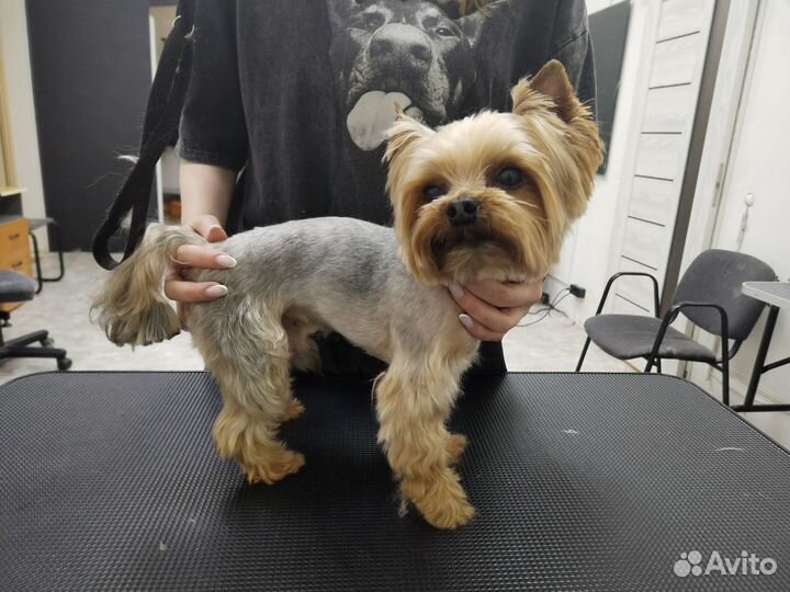 Модель на груминг