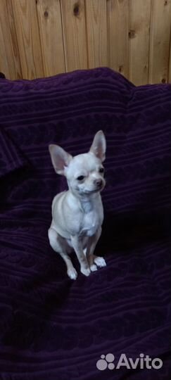 Чихуахуа мини девочка