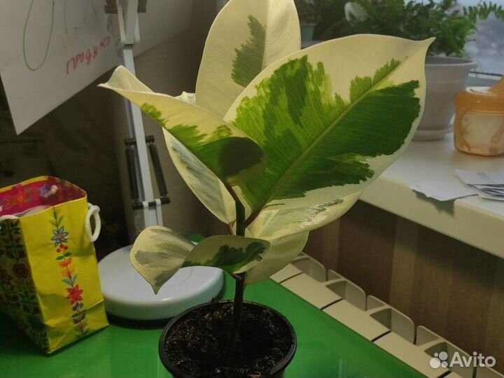 Фикус каучуконосный