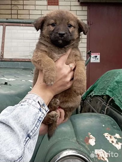 Щенок в добрые руки