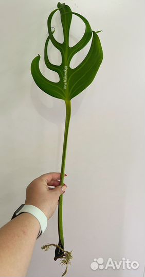 Monstera Burle Marx Flame