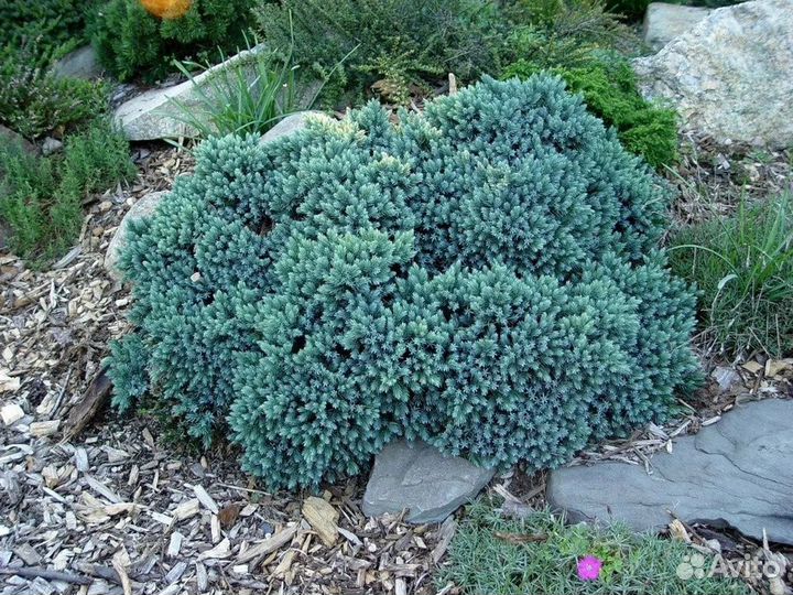 Можжевельник чешуйчатый блю стар