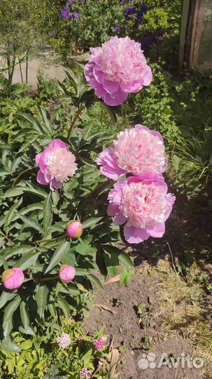 Пионы сортовые саженцы