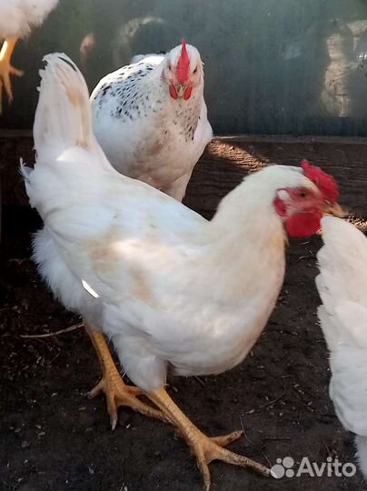 Петухи