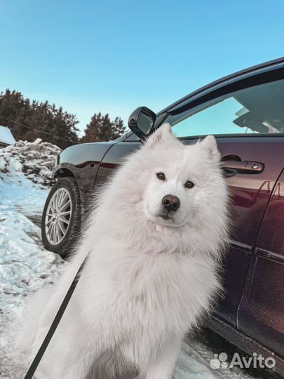 Вязка самоед