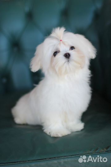 Щенки мальтезе