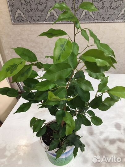 Фикус Бенджамина