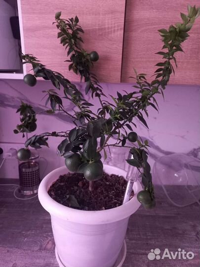 Мандариновое дерево с плодами