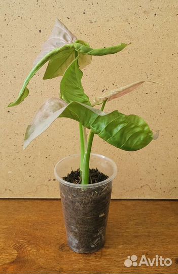 Сингониум Неон Пинк