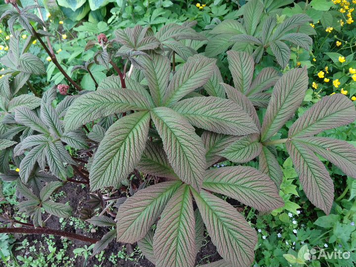 Многолетние цветы 2