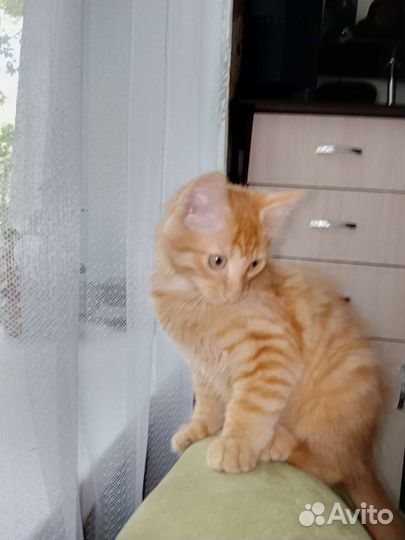 Котики бесплатно