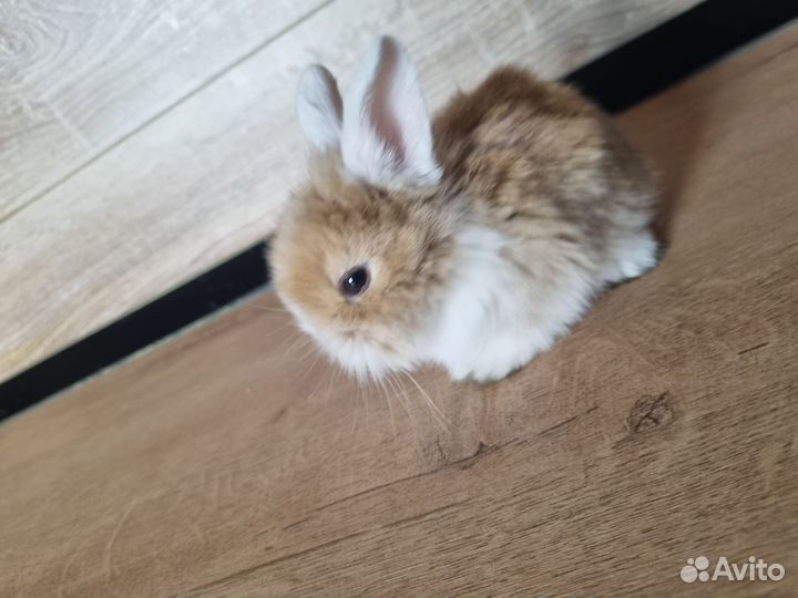 Декоративные кролики вислоухие