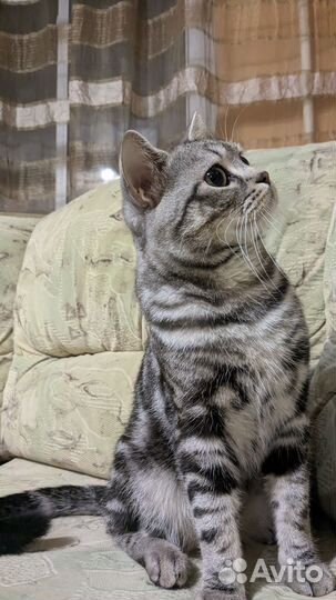 Шотландский мраморный кот на вязку