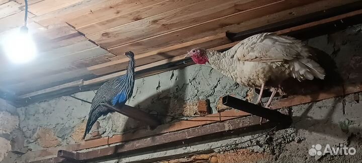 Цесарки грифовые