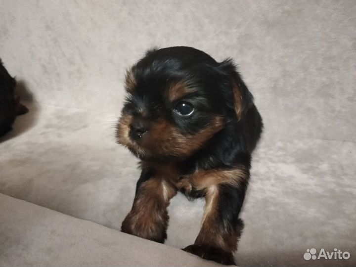 Йоркширский терьер щенки девочки