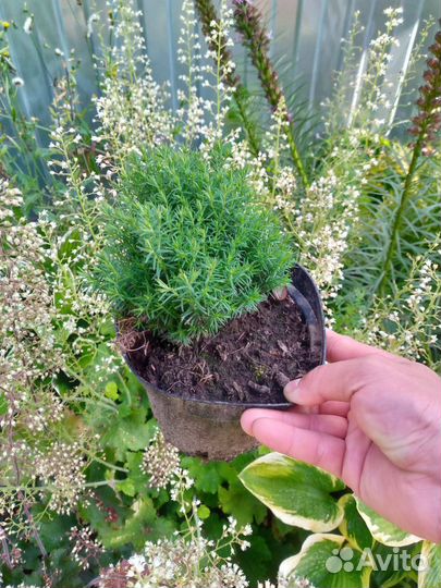 Тедди растения