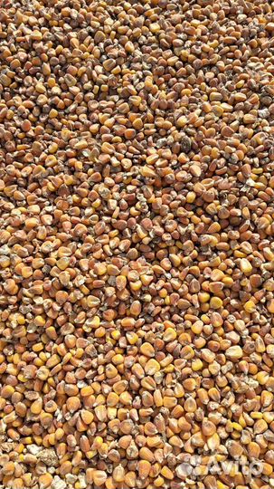 Кукуруза, Пшеница, Ячмень, Овёс и др