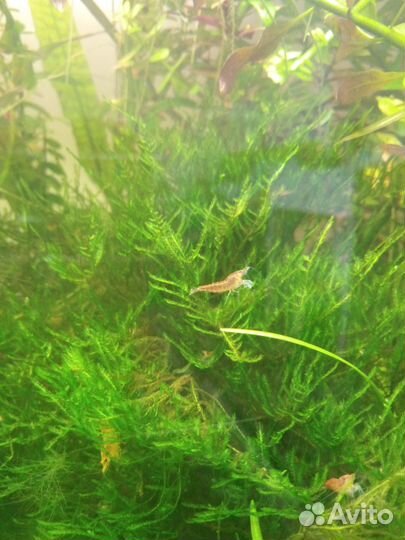 Аквариумные растения