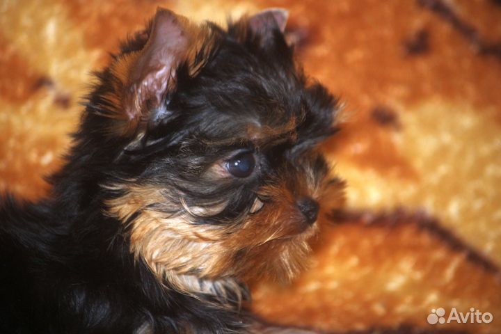 Йоркширский терьер мини девочка