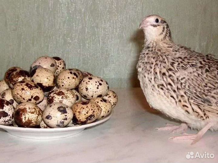 Яйца перепелиные и куриные домашние