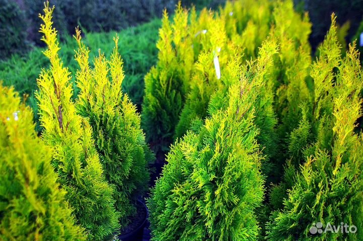 Туя из питомника