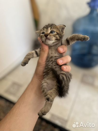 Котята красивые