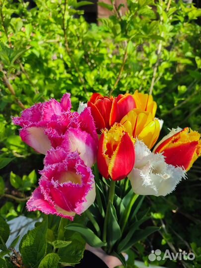Тюльпаны на срез