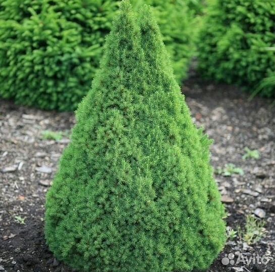 Ель Коника 1 м