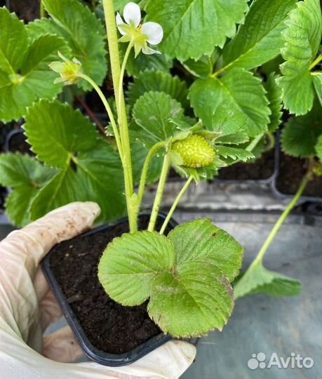 Усы клубники